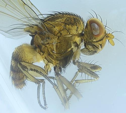 Réf. 344 496 : Minettia fasciata